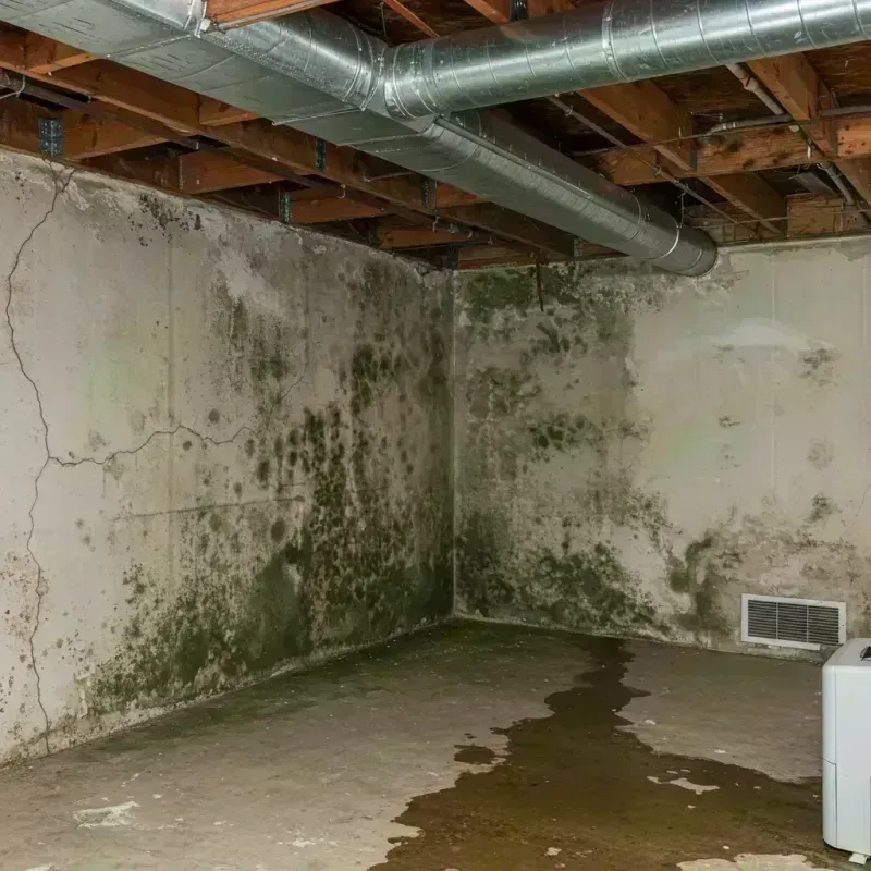 Professional Mold Removal in West Peoria, IL